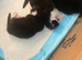 3 kittens for adoption