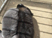 Pedigree french lop
