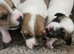 Jack russell terriers jack pack puppies