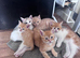 5 beautiful Quarter bengal kittens, mom is half bengal