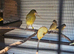 This years canaries