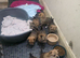 Pomeranian/yorkshire terrier puppies