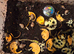 Giant African Land Snails For Sale