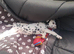New litter of Dalmatian pups