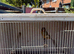 Canary