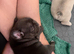 French bulldog puppies