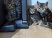 Six Beautiful Bengal &times; British Longhair Kittens