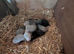 Ferret kits for sale