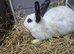 English spot rabbits ready now 8 weeks old