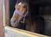 Handsome project horse 16hh 6yo ISH gelding
