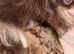 Russian pomeranian for sale