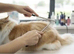 Cat Grooming - Ragdoll Specialist