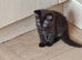 2 beautiful mixed siberian kittens left for sale