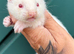 Albino ferret babies