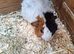 2 female guinea pigs for sale