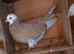 Roller pigeons