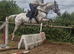 Vegas 16hh 6yrs leopard spotted Appaloosa gelding