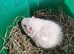 Male & Female guinea pigs available now
