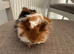 Handsome long haired baby guinea pig.