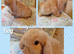 Mini lop kits