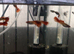 Kohaku and various other guppies &pound;2.50 each
