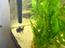 Fish tank and stand with 3 fish