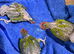 BEAUTIFUL HAND-REARED PINEAPPLE GREEN-CHEEK CONURES &ndash; READY SOON