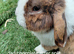 Vaccinated xx Tiny female mini lops