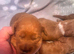Cockapoo red puppies boy girls