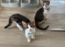 Binkx and koda