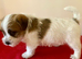 Stunning RKC registered Jack Russell puppies