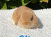 Pure bred mini lops .