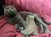 Gccf Blue and lilac British shorthair kittens