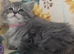 Pure Maine Coon kittens