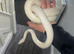 Snow blizzard corn snake