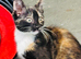 Beautiful female kitten looking for her new home