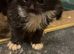 Kittens for sale