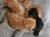Kittens for sale