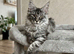 Tested SMA,PK,HCM,Only two left. Maine Coon Kittens