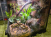 Complete Bioactive Dart Frog Starter Vivarium Setup &ndash; Ideal Beginner Package