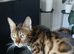 Ready now ....3 Pure bengal babies