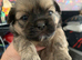 Shihtzu puppies for sale