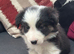 Quality Border Collie Pups