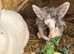 Lionhead x Lops still looking for forever homes