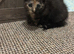 Female kitten