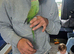 Tame and talking Indian ringneck