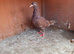 4 pigeons