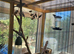 Aviary with 7 java sparrows