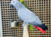 African grey talking parrot
