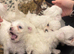 Bichon Maltese for sale